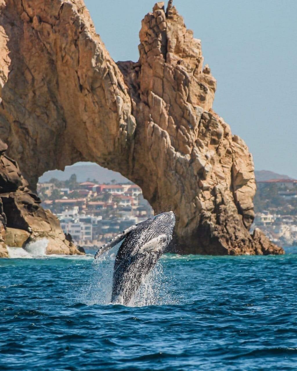 Ballena jorobada y Arco de Cabo San Lucas — La Paz, Baja California Sur