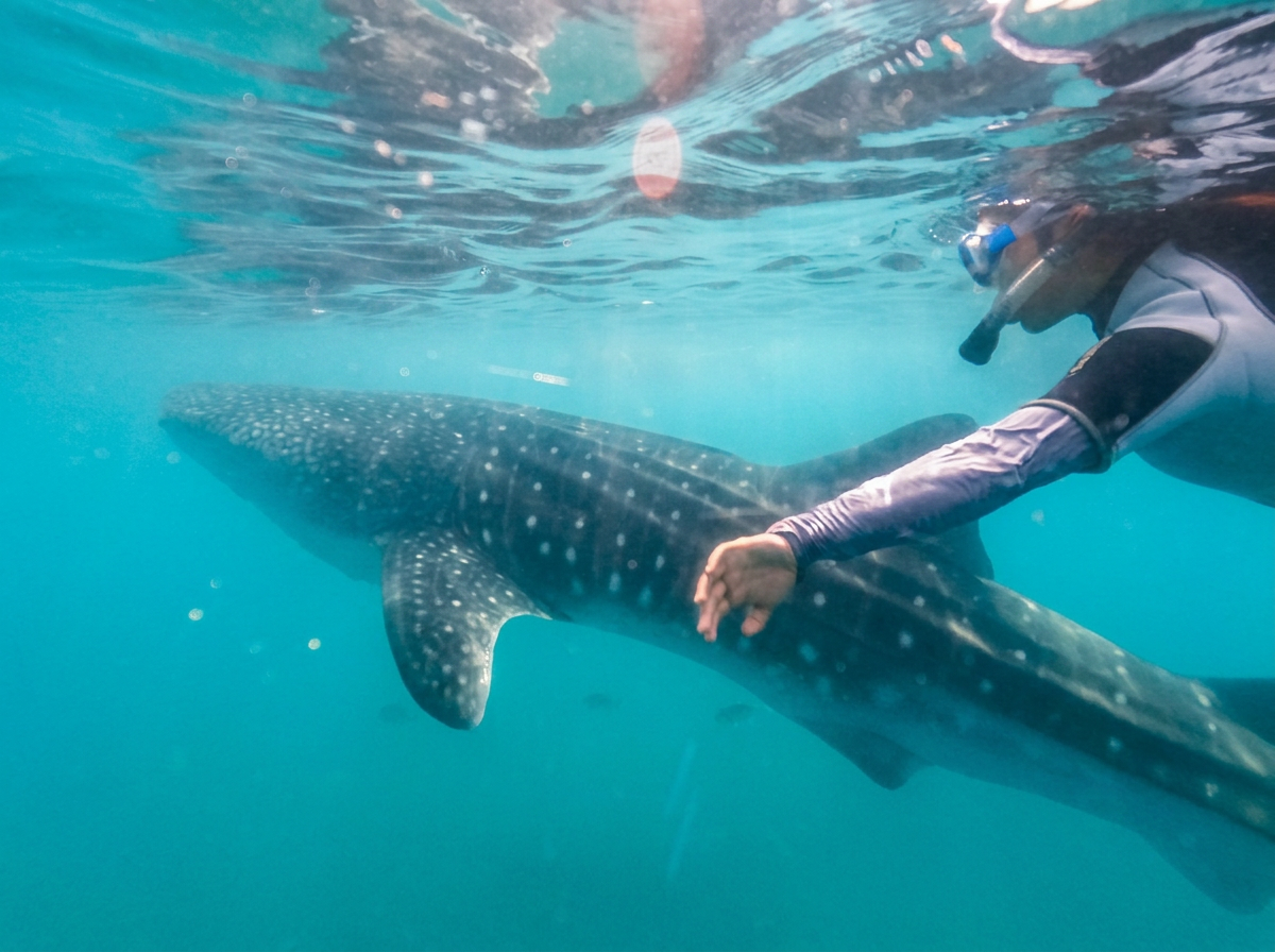 Nado con tiburón ballena — La Paz, Baja California Sur