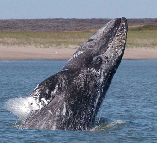 Avistamiento de ballena gris — La Paz, Baja California Sur